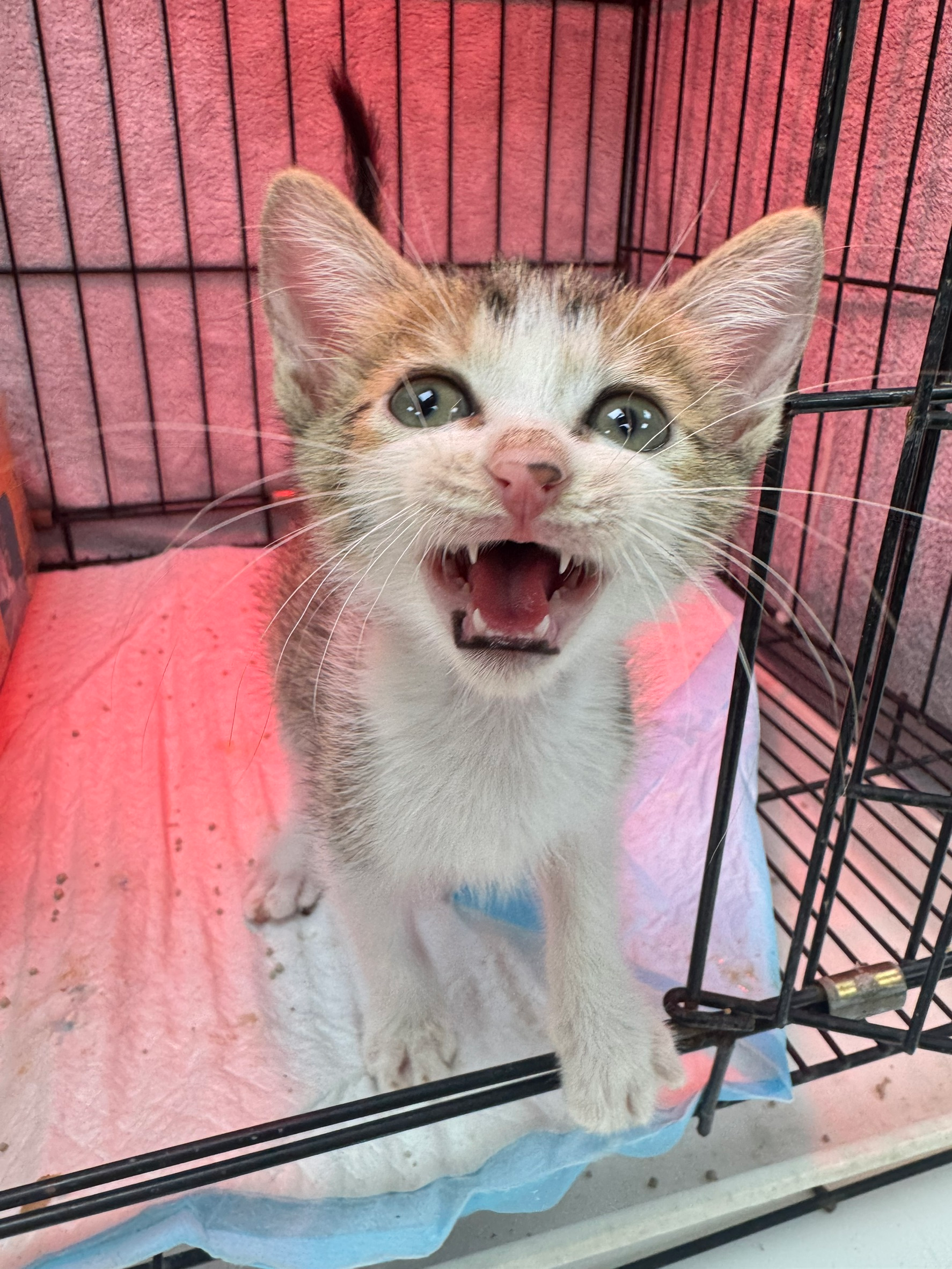 467812 貓咪照片
