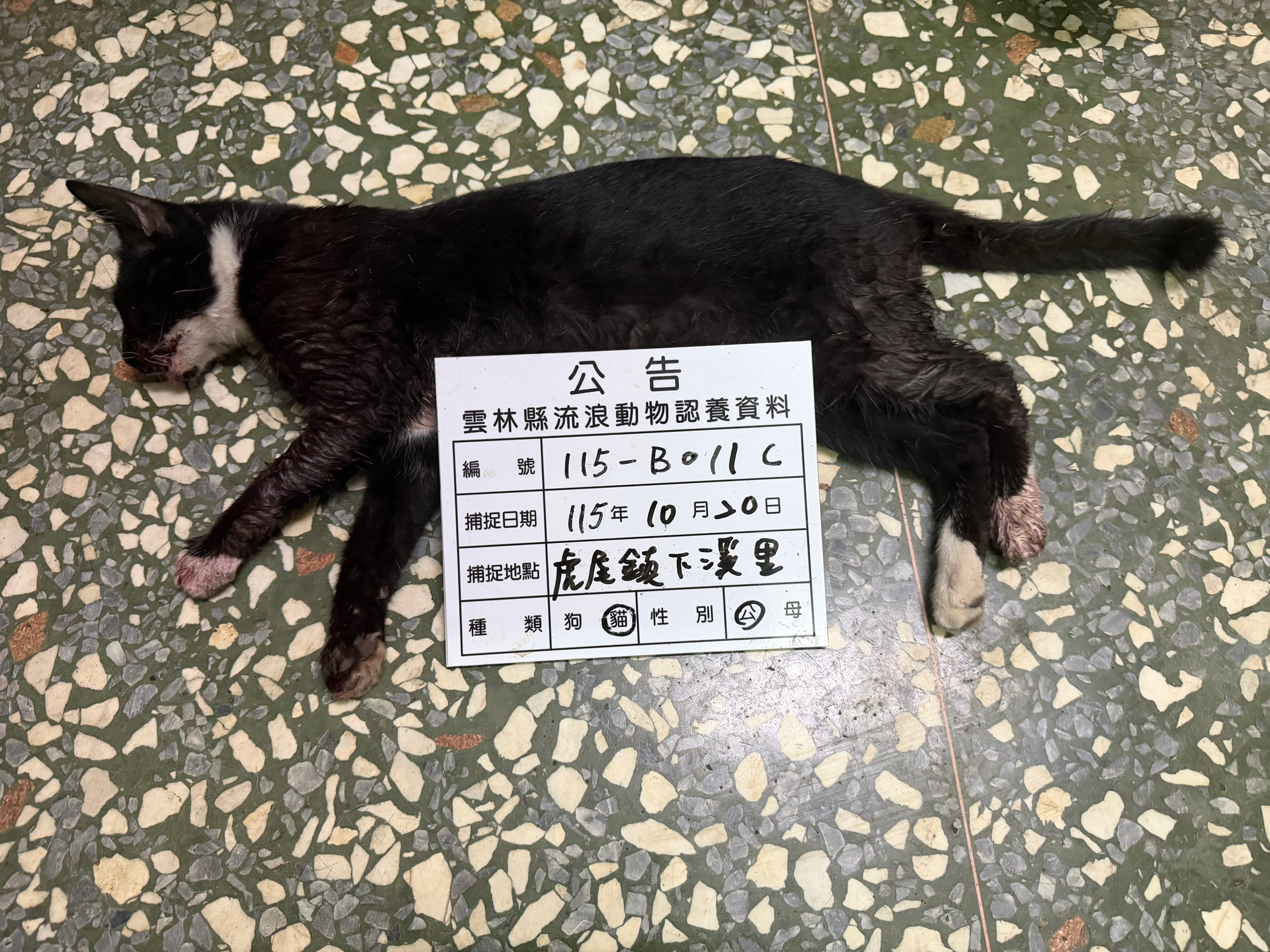 472920 貓咪照片
